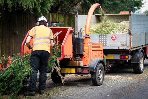 Trusted Burlington, OH Tree Service Experts